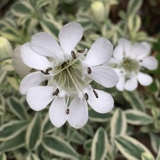 Sea campion plug plants silene