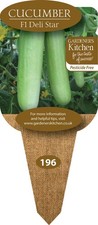 Cucumber Plants - 'F1 Deli