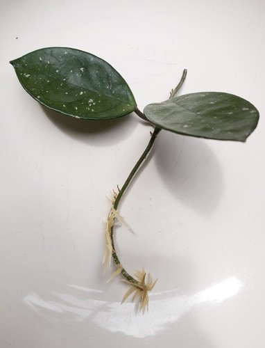 Hoya carnosa - hoya,