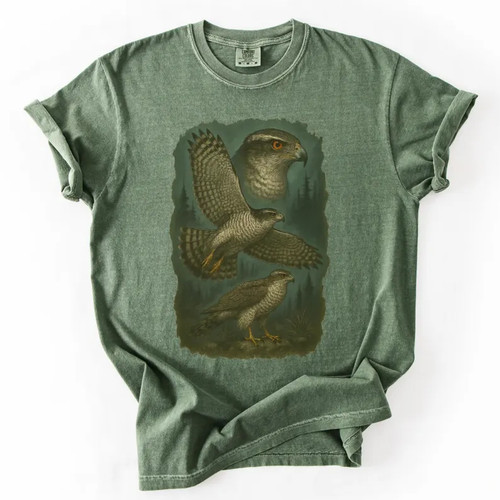 Northern goshawk forest - northern, hawk