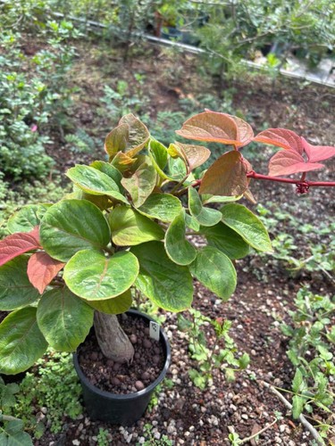 Rare live house plant - live,