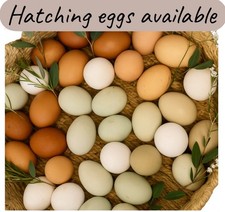 Ready For A New Incubator maran, leghorn, light Sussex, Easter egg. Olive eggs.