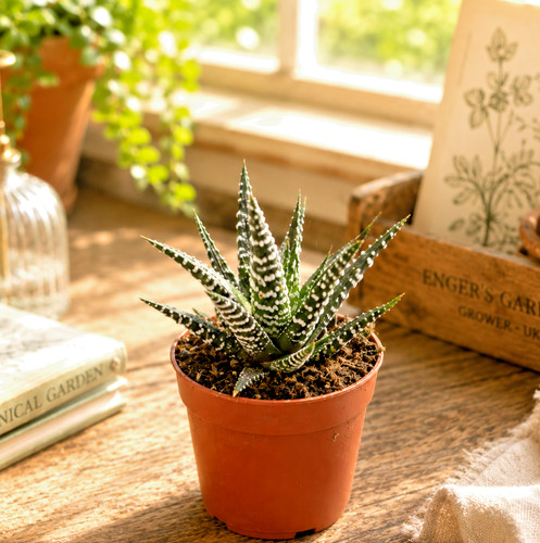 Haworthia zebrina zebra - zebrina, 'zebra