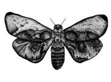 BLACK MOTH Butterfly Skull