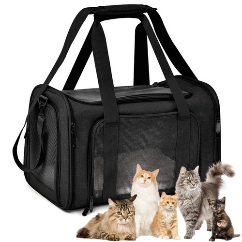Small dog cat - cat, pet