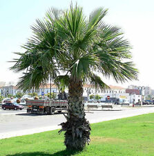 Washingtonia Robusta - 25