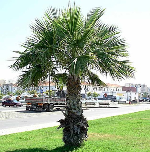 Washingtonia robusta 25 - washingtonia,