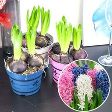 Hyacinth - (3, pot)