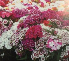 Sweet william plants 6 FOR