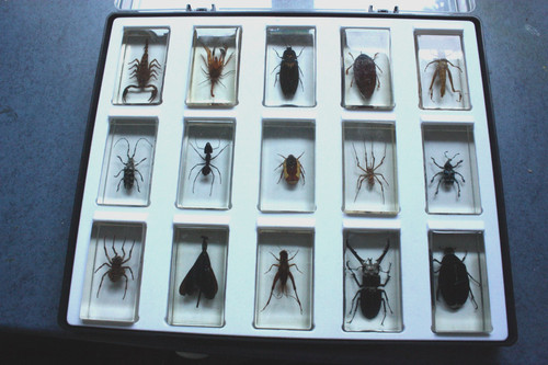 Preserved insects resin set - insects,