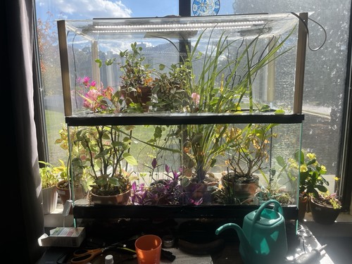 Large plant and - large,