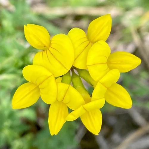 Bird foot trefoil - trefoil, lotus