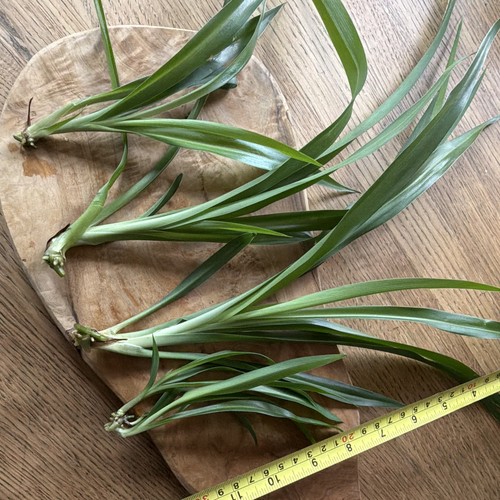 Spider plant - plant, (chlorophytum)