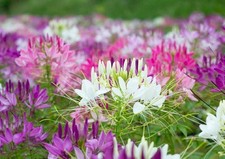 CLEOME SPIDER PLANT 1.5GM ~ APPROX 780 FINEST SEEDS