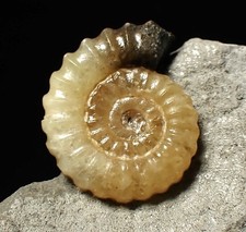 Calcite Promicroceras ammonite