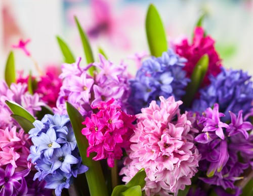 Hyacinth bulbs mixed colours - mixed,