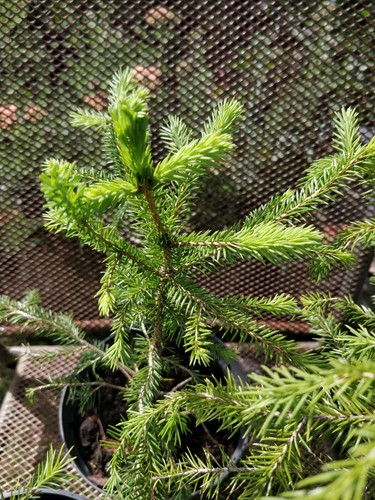 Hardy siberian spruce picea - hardy,