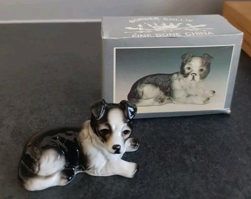 Leonardo border collie dog - border,
