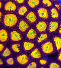 Sunny D Zoanthid * Zoas * Live
