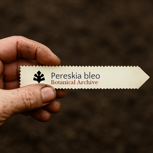 Pereskia bleo rose - bleo, |
