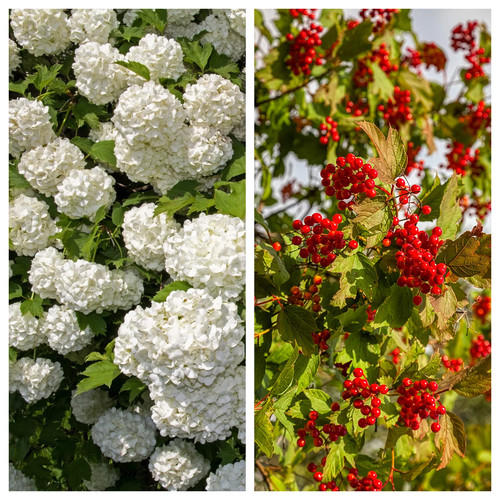 European cranberry - european, /