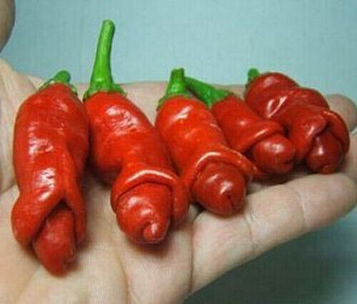 Peter pepper chili penis - peter,