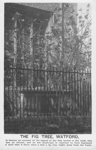 Postcard watford the fig - postcard,
