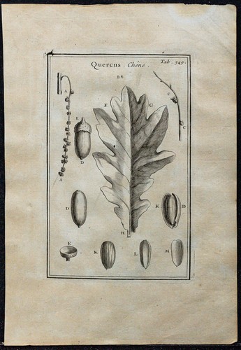 1719 oak leaves - 1719,