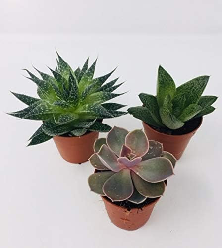 Aloe vera succulent - 3, &