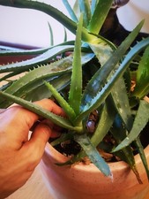 Aloe vera - vera,