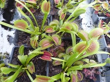 Carnivorous Plant - Venus Fly