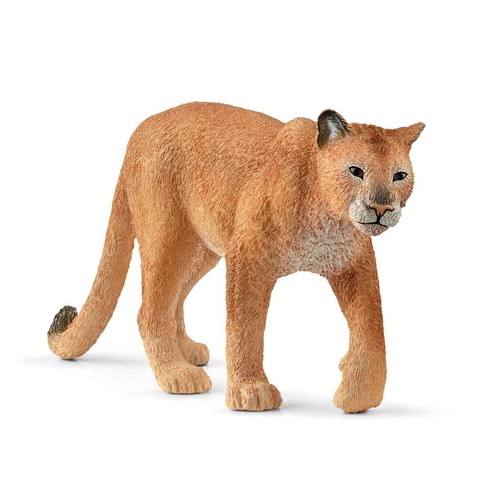 Cougar puma mountain lion - puma,