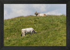 grazing cows on the mounta