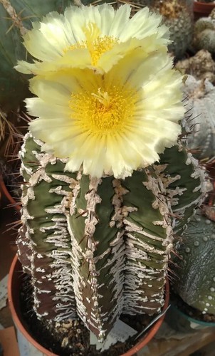 Astrophytum ornatum fukuryu - astrophytum,