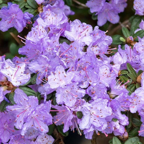 Rhododendron ramapo flowering - rhododendron,