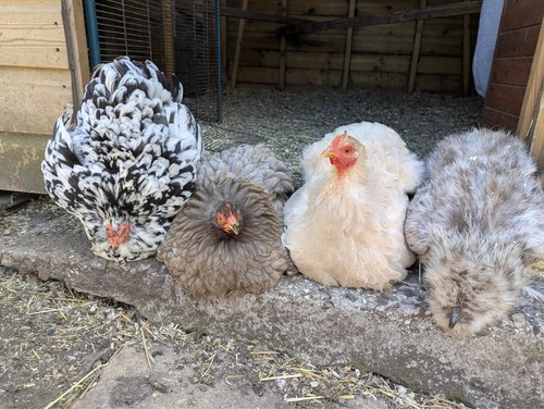 Bantam eggs pekin - -, silkie