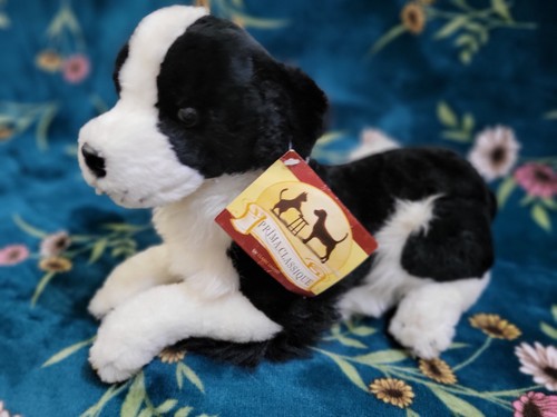 Prima classic border collie - prima,