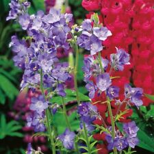 Jacobs Ladder - Polemonium coeruleum - Kings Seeds - 100 Seeds