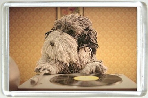 Dog fridge magnet with - fridge,