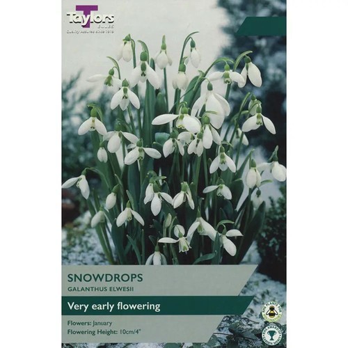 Taylors snowdrops galanthus - taylors, 'galanthus