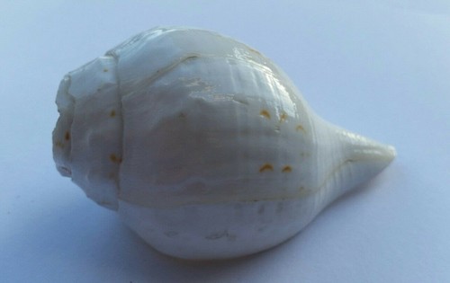 Sacred shankh conch - conch, holy