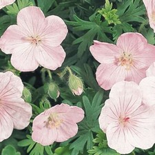 GERANIUM SANGUINEUM 'VISION