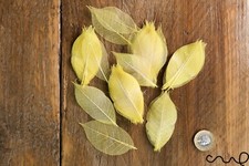 100 x Natural Skeleton YELLOW