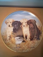  Labrador Plate By Jim Killen,  Collectors Plate 22ct Gold Rim EXC ❤️CHARITY 