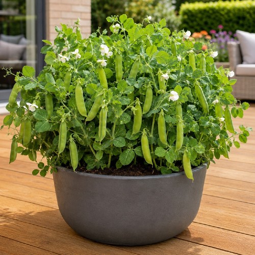 Winter hardy dwarf garden - winter,