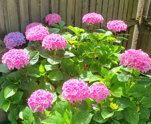 Hydrangea macrophylla pink - macrophylla,