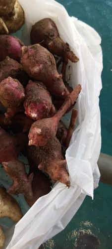 Red mammoth organic sunchoke - red,