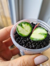 Hoya Mathilde variegata 🌸