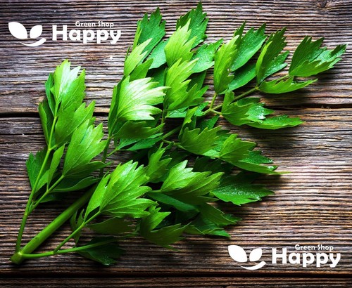 Herb lovage 400 seeds - herb,