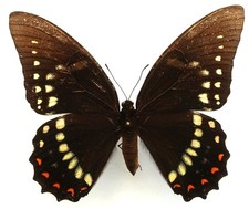 PAPILIO VICTORINUS VULNERATUS